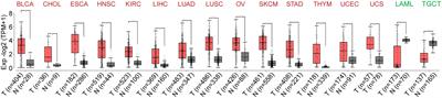 Long Non-coding RNA Double Homeobox A Pseudogene 8: A Novel Oncogenic Propellant in Human Cancer